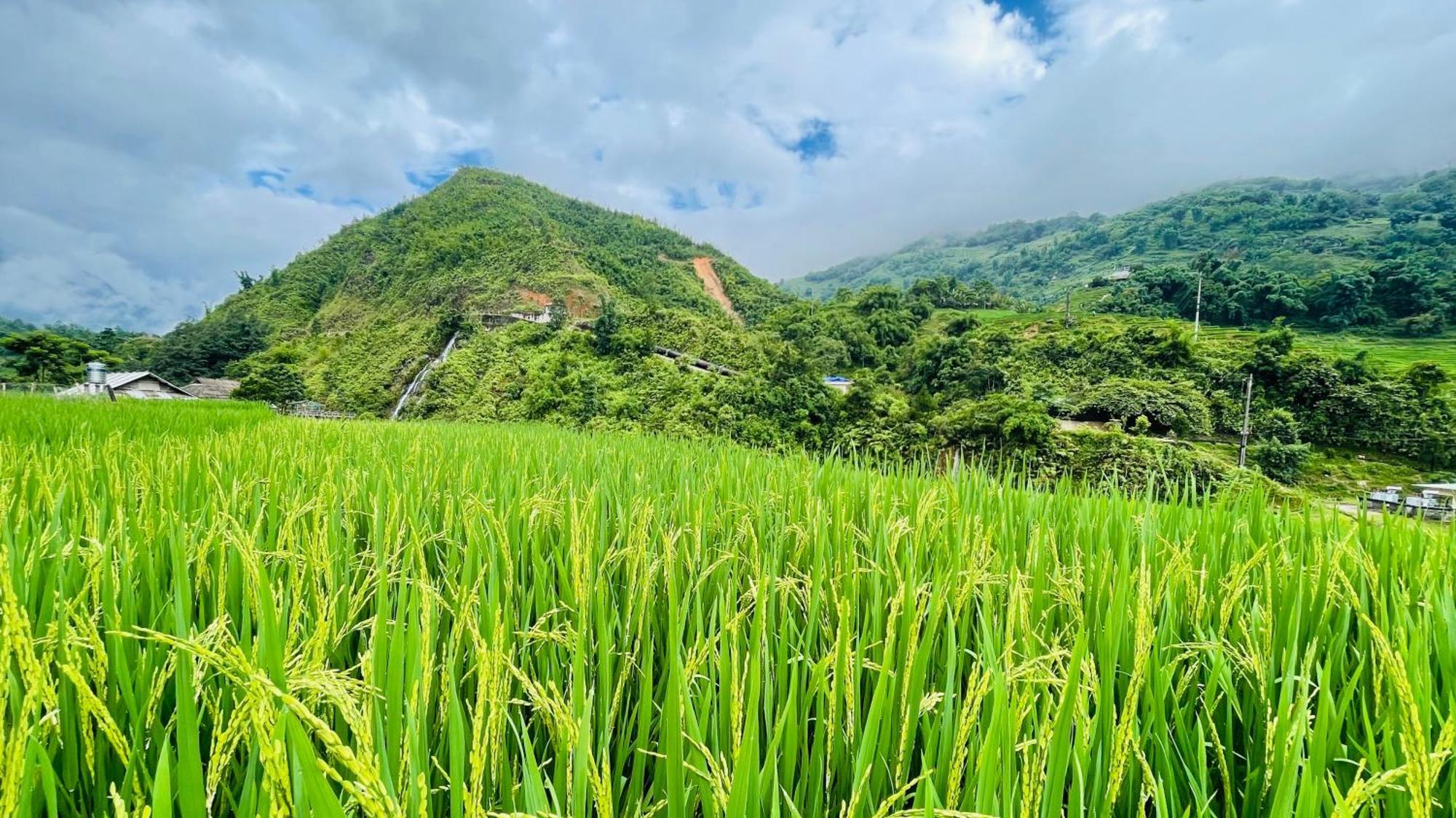 Hostel Eco Rice Fields House Sapa Exterior foto